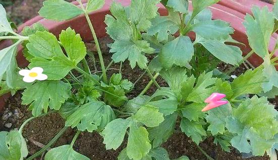 花毛茛的养殖方法和注意事项有哪些？