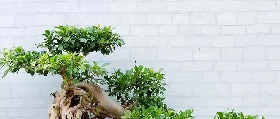 榕树盆景苗的选择技巧是什么？