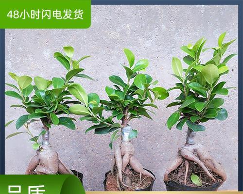 榕树盆景苗的选择技巧是什么？