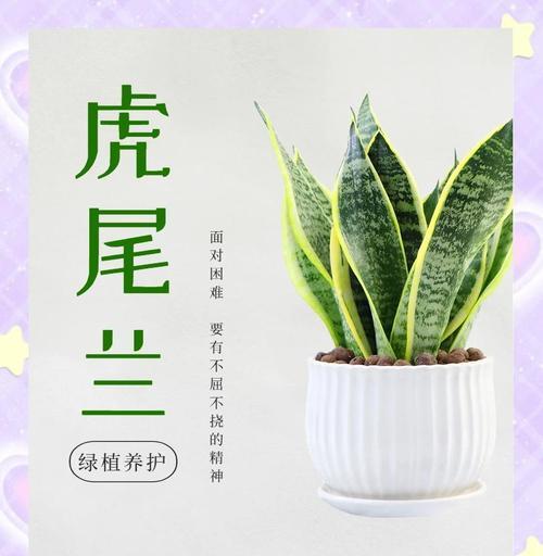 虎尾兰叶子发软解决方案是什么？