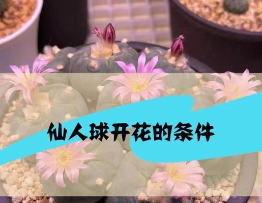 仙人球施肥指南：哪种肥料最适合？