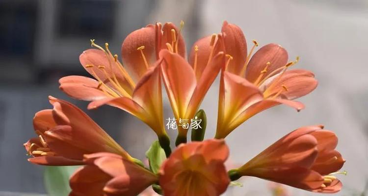 君子兰开花周期：多久才能看到花朵？