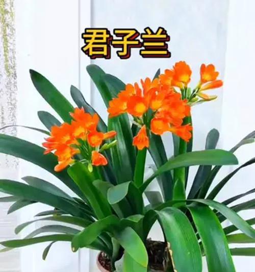 君子兰开花周期：多久才能看到花朵？