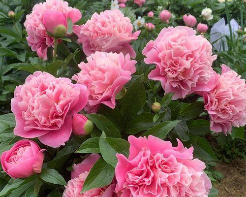牡丹花根冬季室内保存方法？