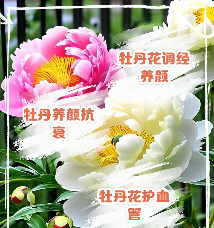 牡丹花根冬季室内保存方法？