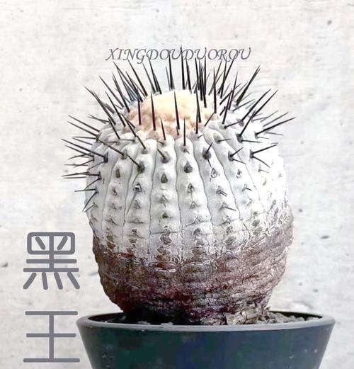 黄花绿王仙人球养护技巧？