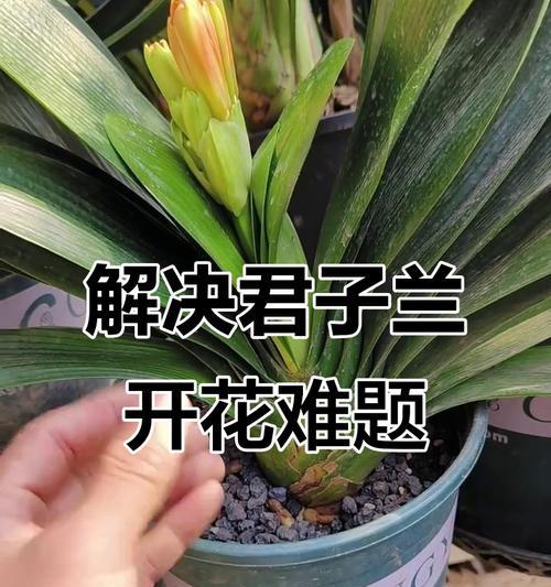君子兰不开花怎么办？
