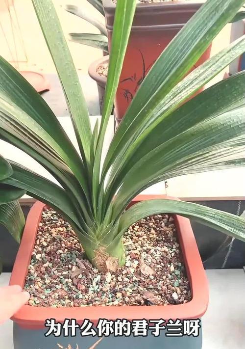 君子兰不开花怎么办？