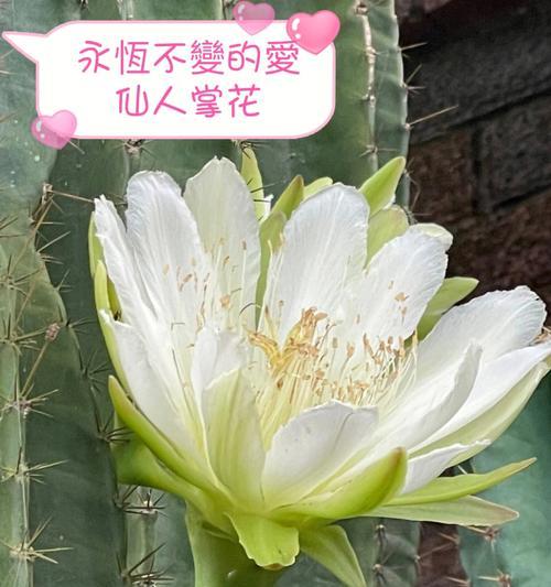 仙人掌日常管理要点是什么？