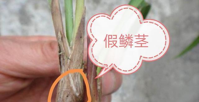 君子兰假鳞茎窄叶片宽问题解决？