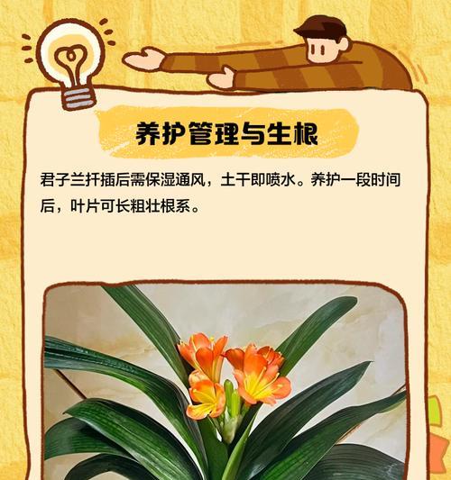 君子兰假鳞茎窄叶片宽问题解决？