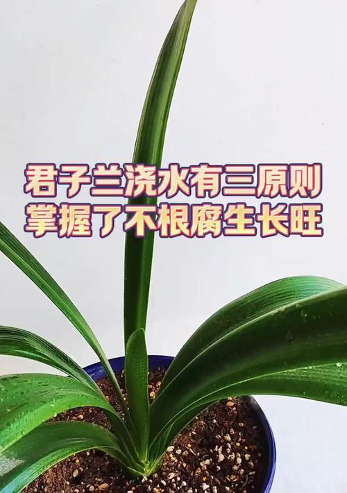 泡大蒜水浇君子兰的正确方法？
