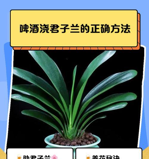 泡大蒜水浇君子兰的正确方法？