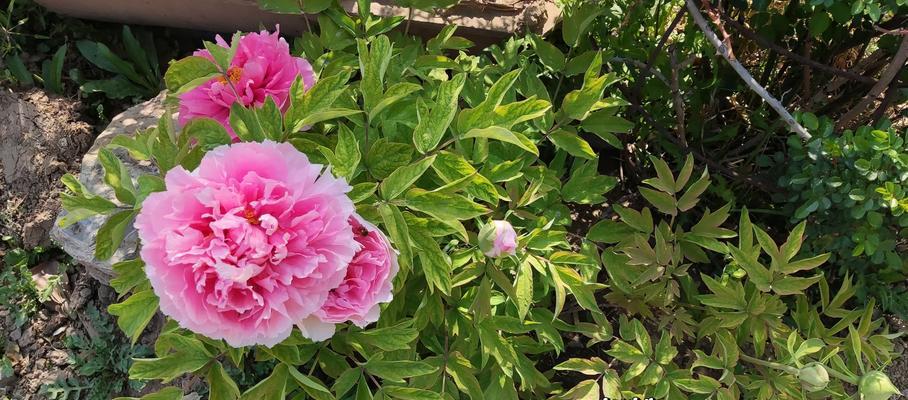 塑料叶子牡丹花养护技巧？
