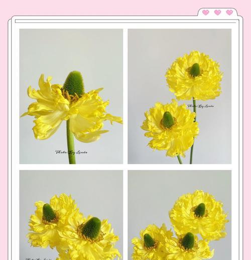 塑料叶子牡丹花养护技巧？