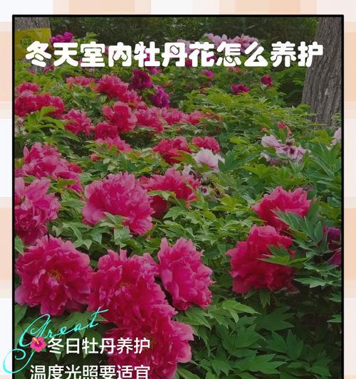 塑料叶子牡丹花养护技巧？