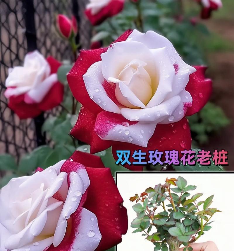 如何挑选适合种植的玫瑰花品种？