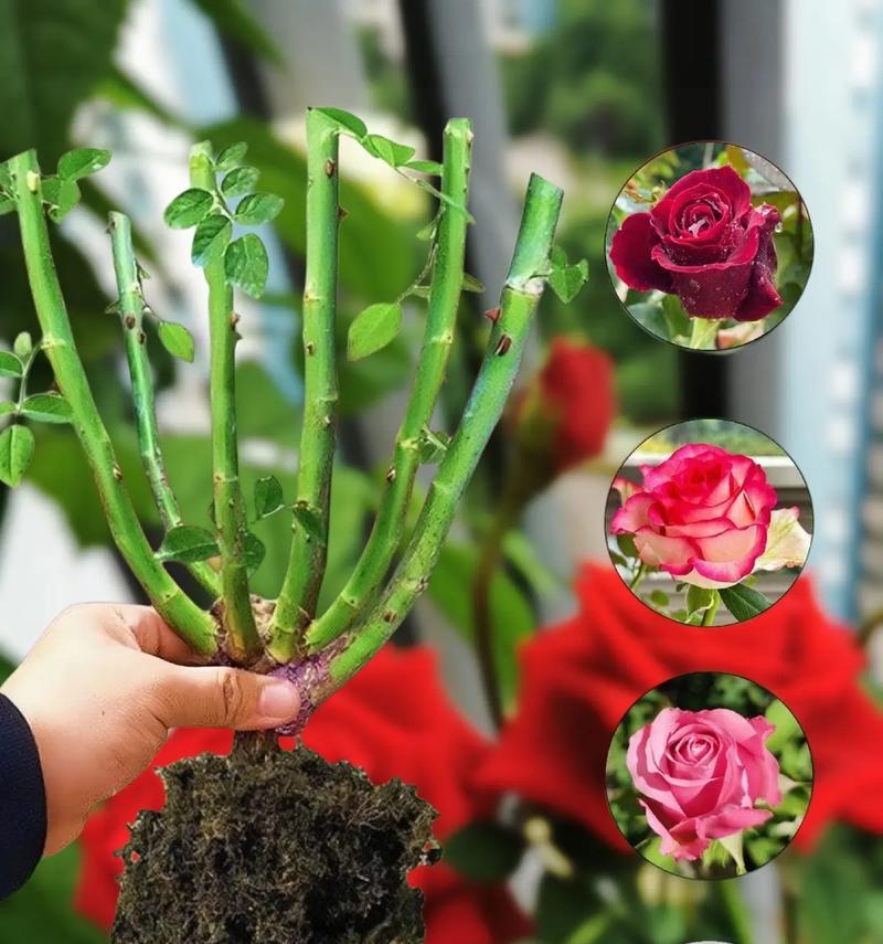 如何挑选适合种植的玫瑰花品种？
