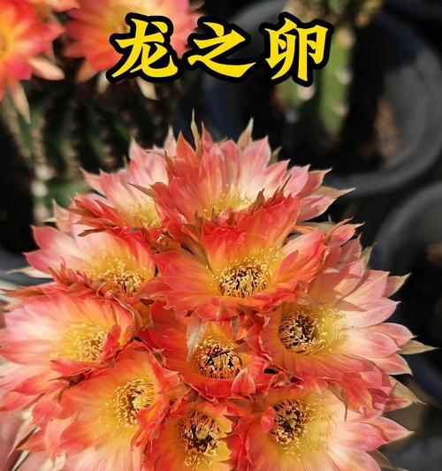 仙人球品种购买途径有哪些？