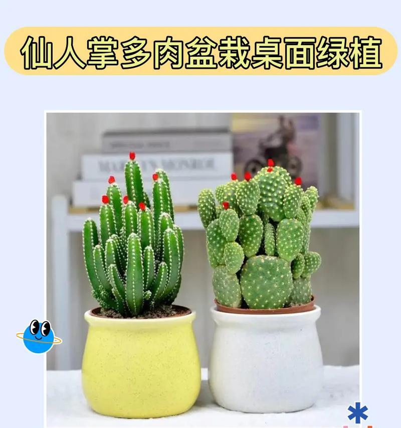 石头仙人掌盆栽养护方法？