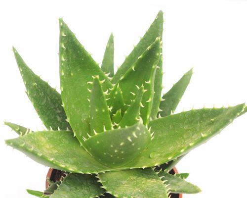 仙人球科植物盆栽选择指南？