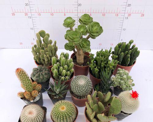 仙人球科植物盆栽选择指南？
