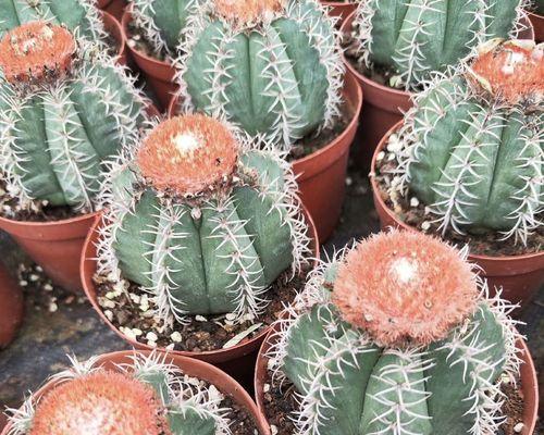 仙人球科植物盆栽选择指南？