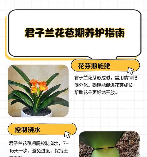 君子兰高盆种植方法？