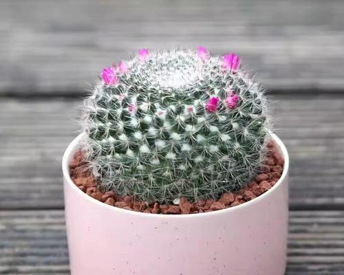 仙人掌花苞拔除后的处理方法？
