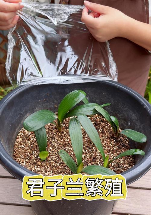 黑金刚红花君子兰的养殖方法是什么？