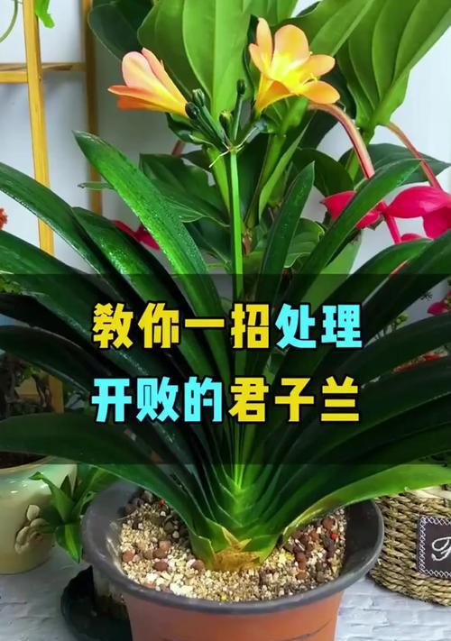 黑金刚红花君子兰的养殖方法是什么？
