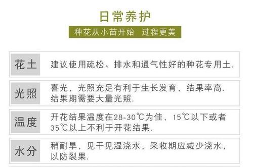 玫瑰花真的能养儿防老吗？正确的养护方法是什么？