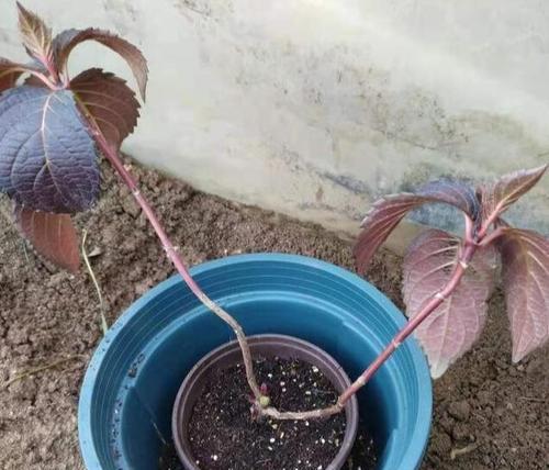 玫瑰花真的能养儿防老吗？正确的养护方法是什么？