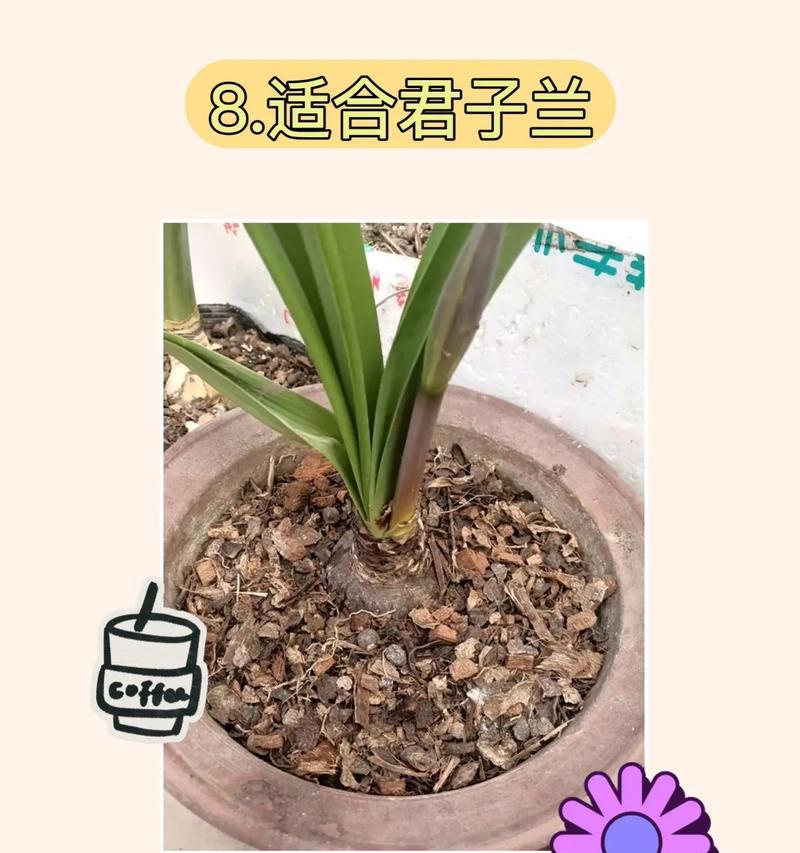 君子兰可以全用花生壳养吗？这样做有什么影响？