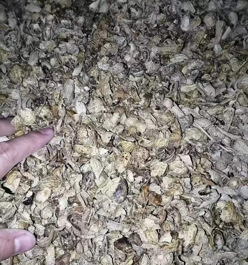 君子兰可以全用花生壳养吗？这样做有什么影响？