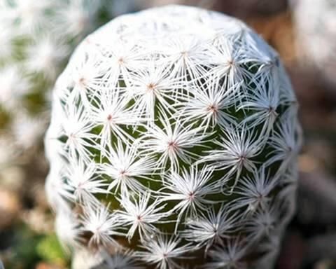 白鸟黄花仙人球的养殖技巧有哪些？