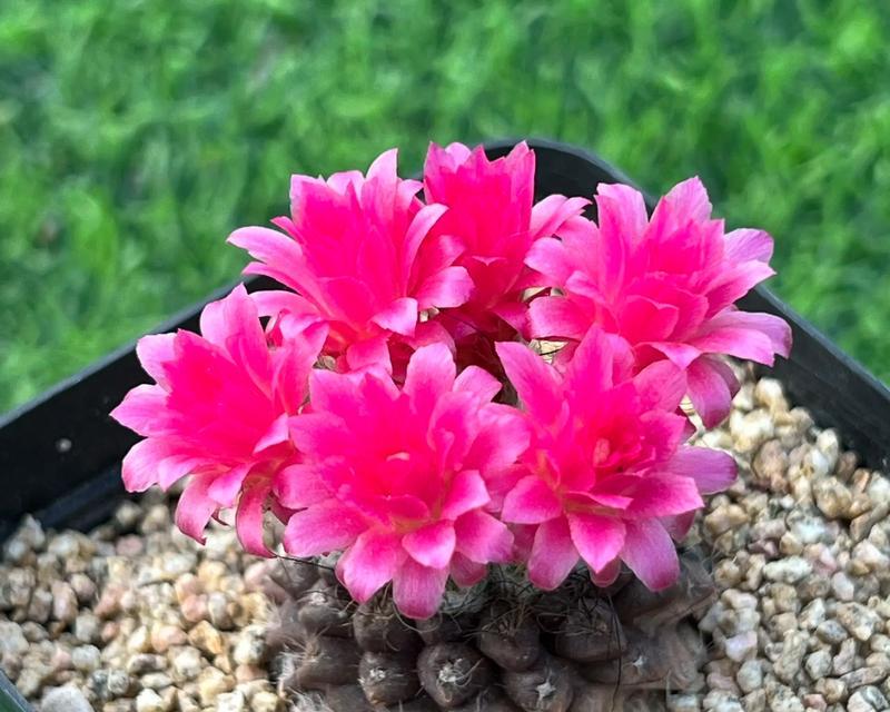 鲜花园艺玫瑰花的正确养护方法是什么？