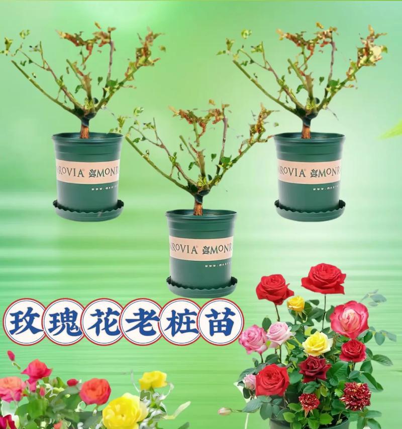 温棚内玫瑰花的养殖技巧有哪些？