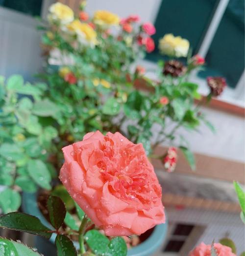 温棚内玫瑰花的养殖技巧有哪些？