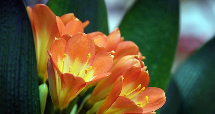 君子兰双瓣花多久才能开花？