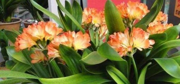 君子兰双瓣花多久才能开花？