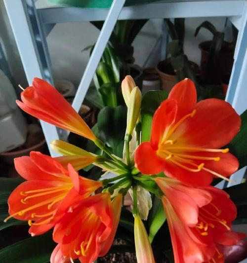 君子兰双瓣花多久才能开花？