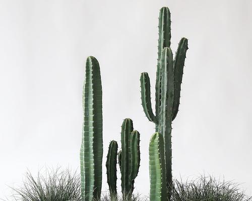 拼盆种植仙人掌的方法是什么？