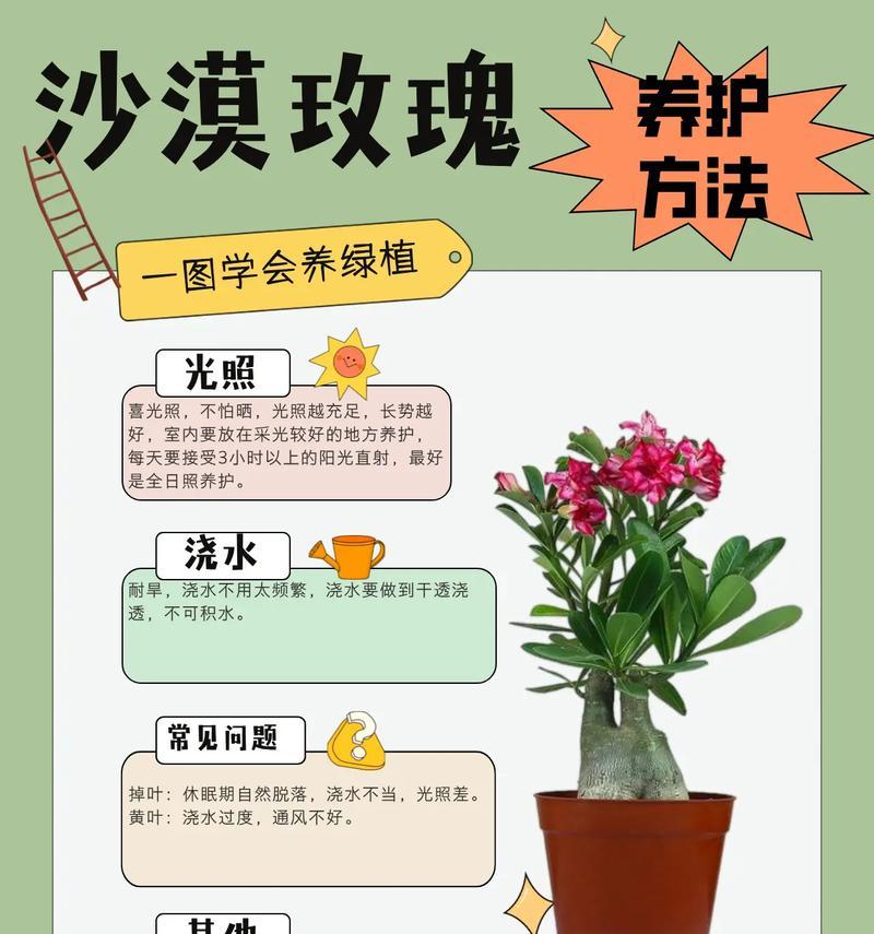 玫瑰花重新养护的正确方法是什么？