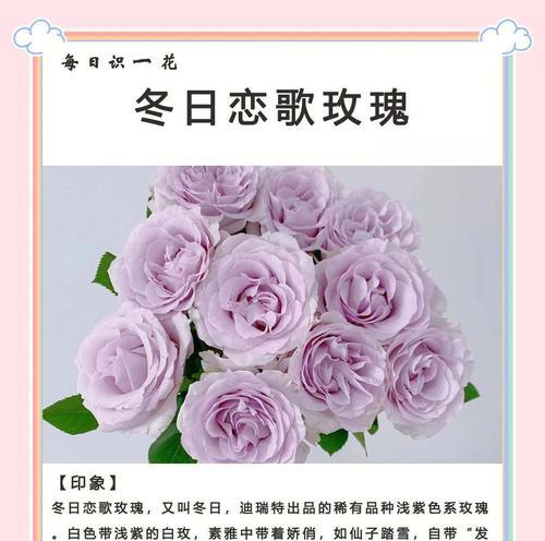 玫瑰花重新养护的正确方法是什么？