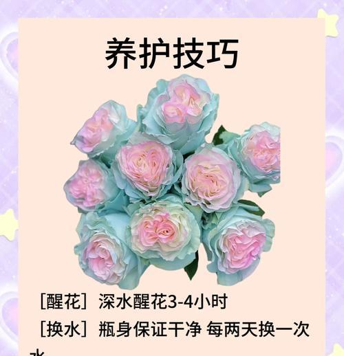玫瑰花重新养护的正确方法是什么？