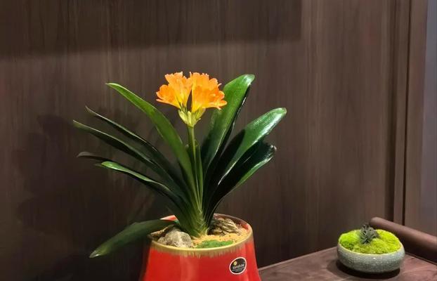 无坑纹君子兰的养殖技巧有哪些？