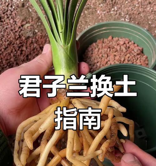 叶片扦插君子兰移盆的正确步骤是什么？