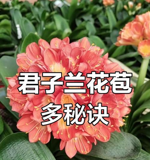 君子兰怎样才能顺利开花？
