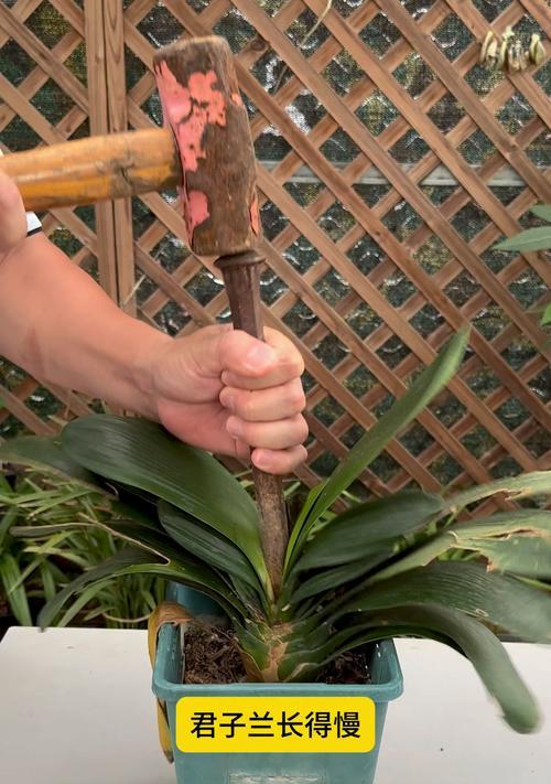 君子兰怎样才能顺利开花？